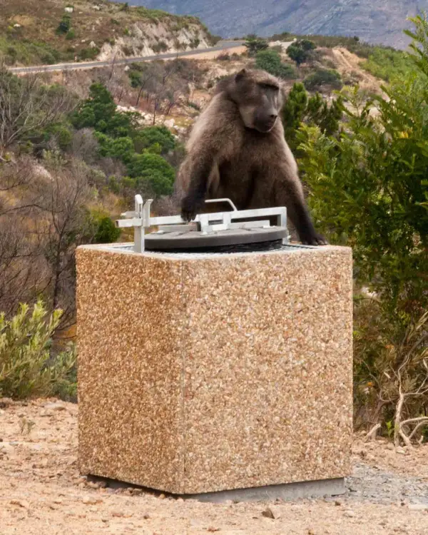 Baboon-proof square precast concrete bin with a latching steel lid, a chacma baboon sitting on top of it beside a Cape Peninsula mountain road